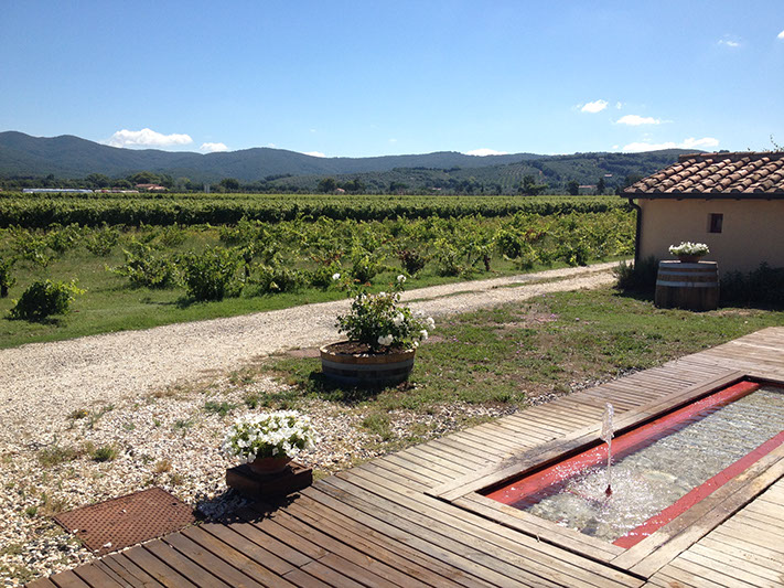 Podere Sapaio Vineyard