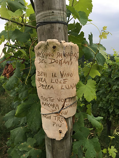 Le Piane Vineyard