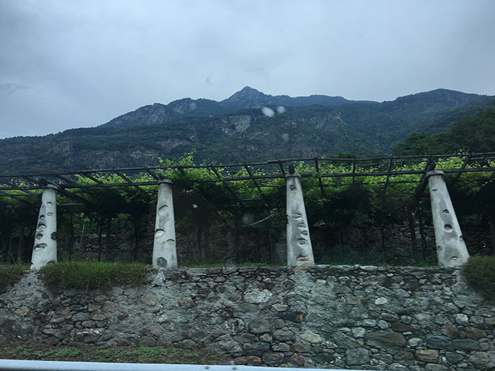 Carema Vineyards