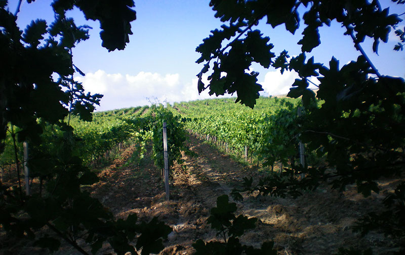 Pian delle Querci Vineyards