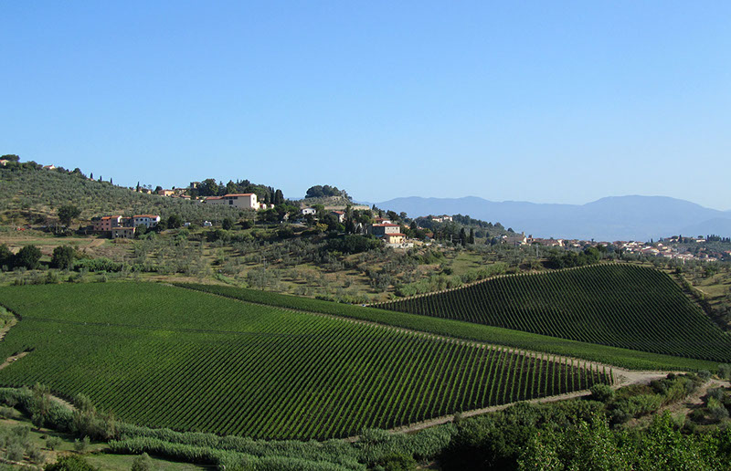Piaggia Vineyard
